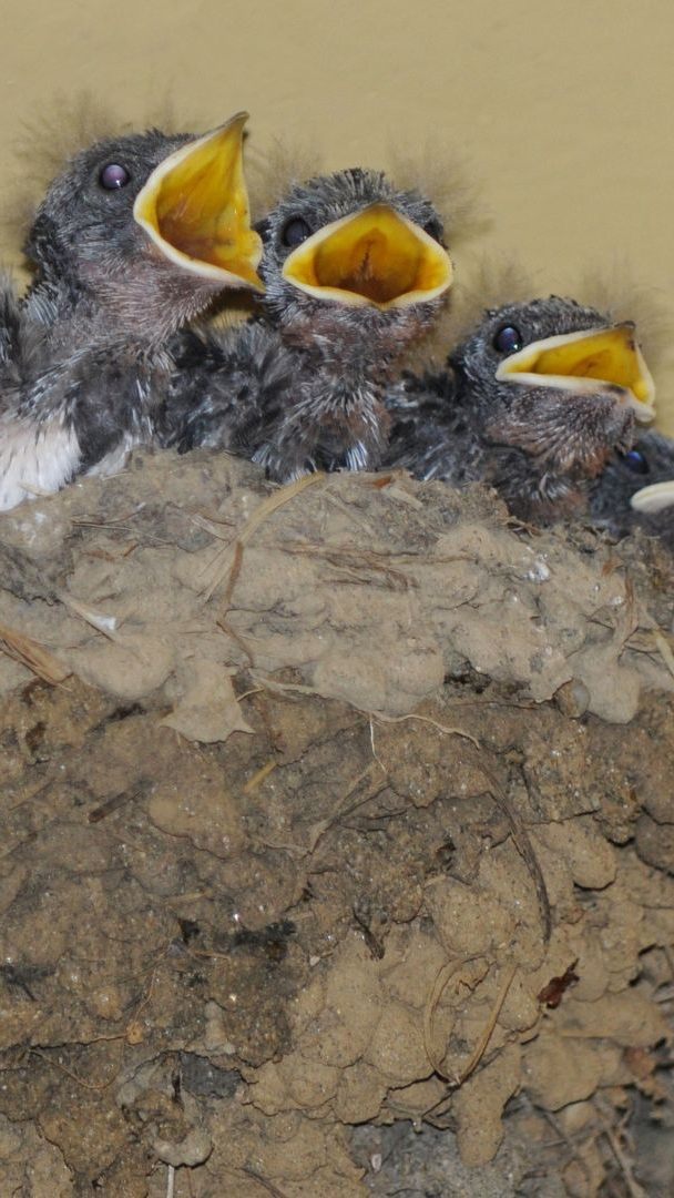 Geeignete Brutplätze für Schwalben sind selten geworden.