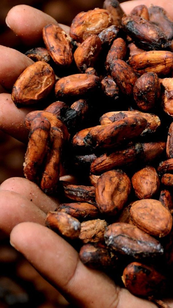 Ernteausfälle relativieren die Kakao-Rekordpreise für Bauern.