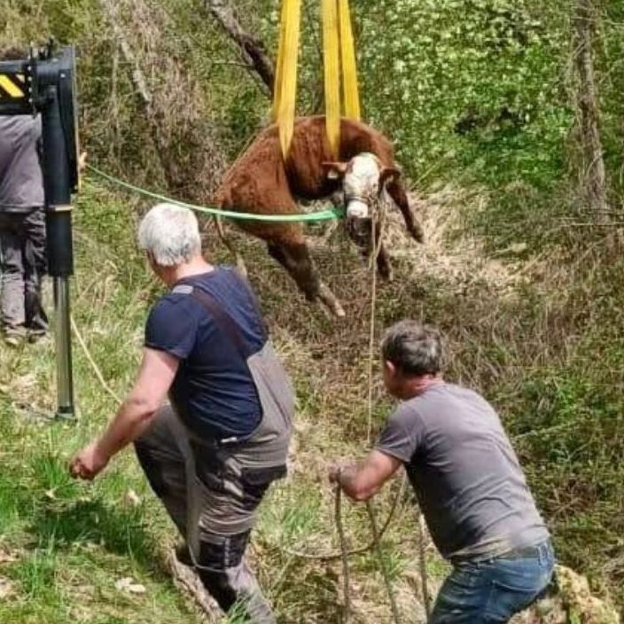 Die Polizei fing zwei entlaufene Stiere wieder ein.