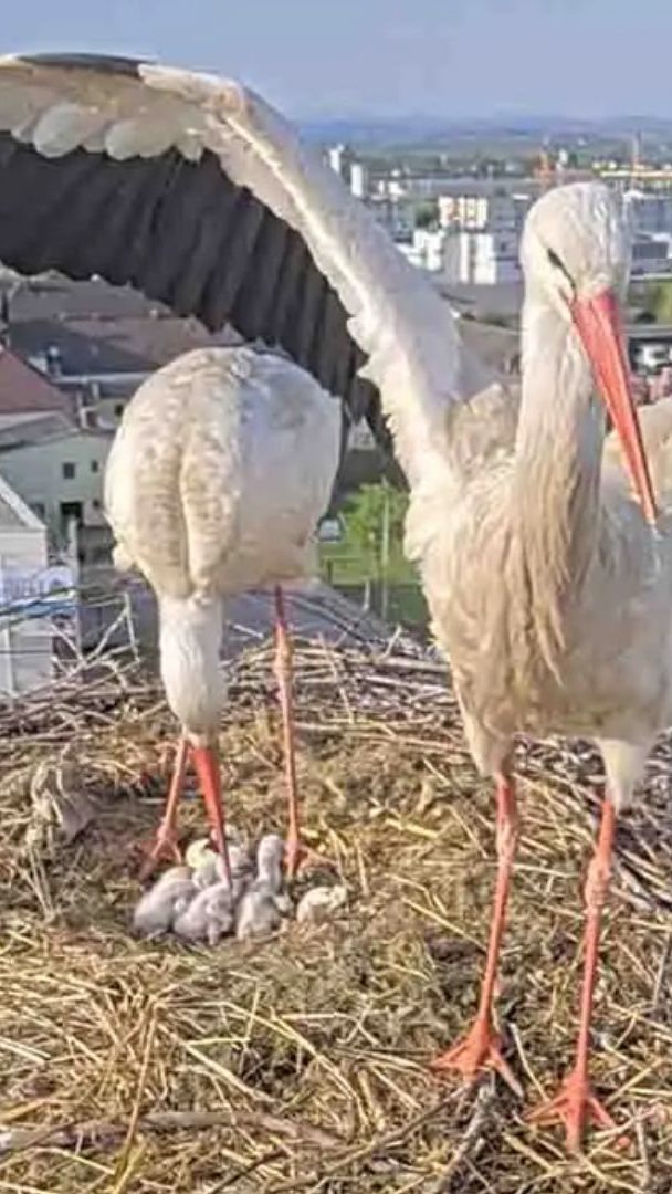 Auf dem ÖBB-Funkmast sind sechs Storchenbabys geschlüpft.