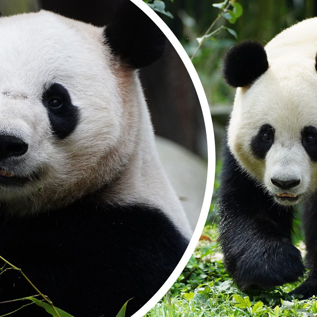 Panda-Männchen He Feng und Weibchen Lan Yun sind gut im Wiener Zoo angekommen.