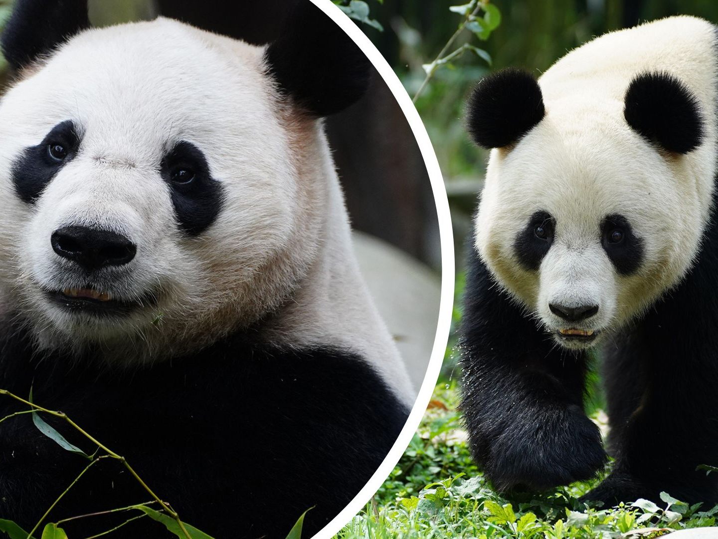 Panda-Männchen He Feng und Weibchen Lan Yun sind gut im Wiener Zoo angekommen.