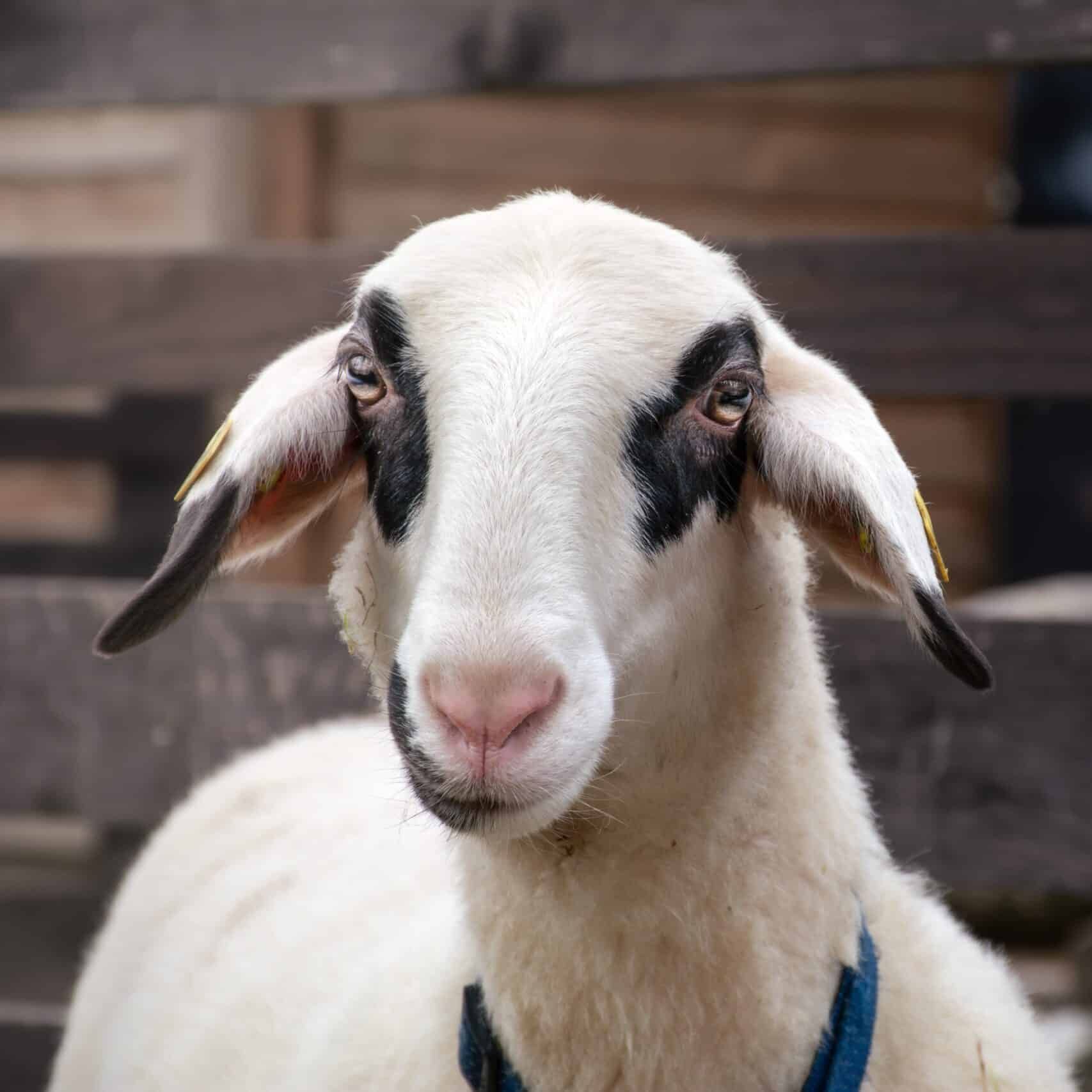 Happy End für Forschungsschaf Susi.