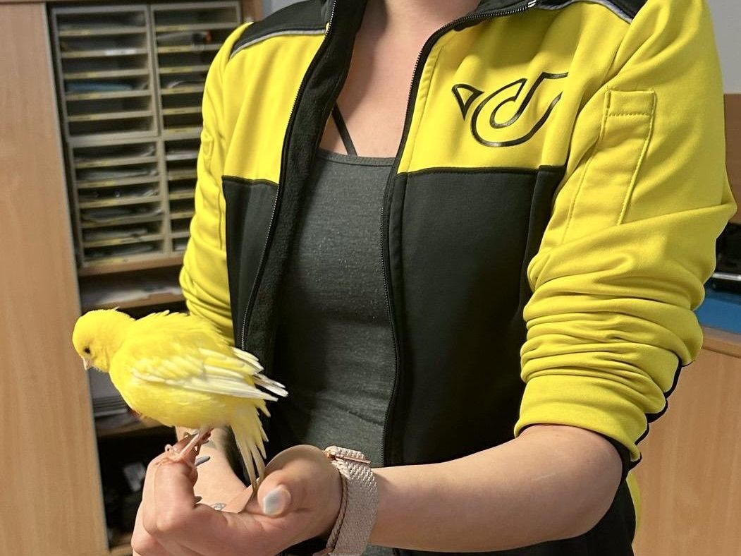 Kanarienvogel "Tweety" stattete der Post-Belegschaft einen Besuch ab. Kanarienvogel "Tweety" stattete der Post-Belegschaft einen Besuch ab.