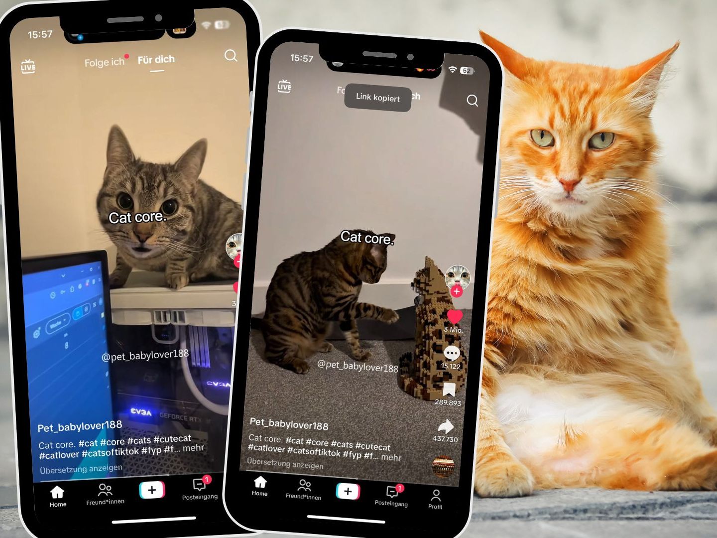 Ein TikTok-Video von @pet_babylover188 zeigt humorvolle Katzenmomente und erfreut sich großer Beliebtheit bei Katzenliebhabern.​