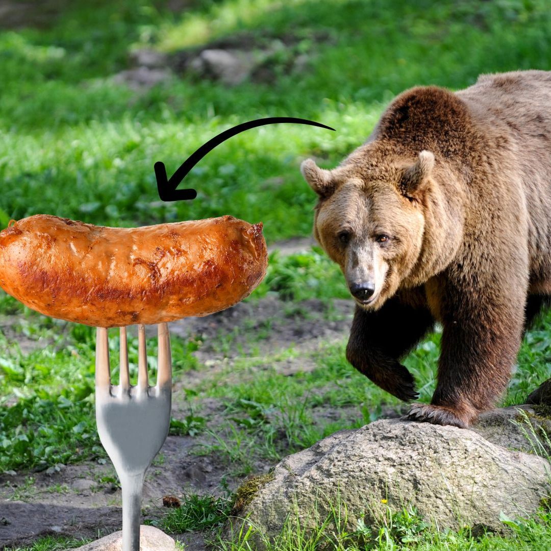 Ein Kärntner Onlineshop steht wegen des Verkaufs von Bären-Wurst in der Kritik. Tierschützer haben Anzeige erstattet. Es drohen hohe Strafen.