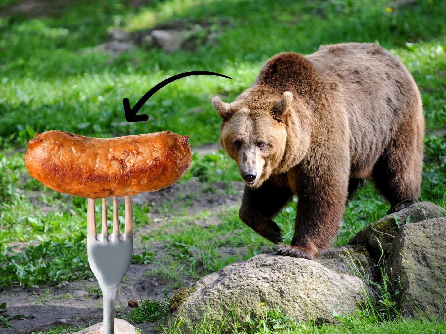Ein Kärntner Onlineshop steht wegen des Verkaufs von Bären-Wurst in der Kritik. Tierschützer haben Anzeige erstattet. Es drohen hohe Strafen. Ein Kärntner Onlineshop steht wegen des Verkaufs von Bären-Wurst in der Kritik. Tierschützer haben Anzeige erstattet. Es drohen hohe Strafen.