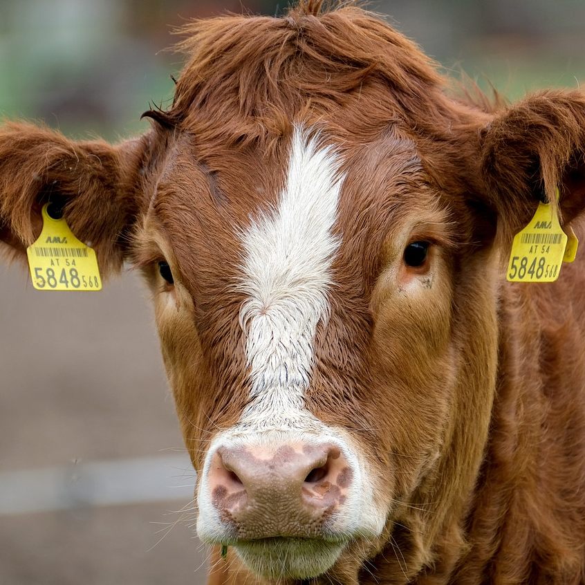 Weiterer Fall von Maul- und Klauenseuche in Ungarn.