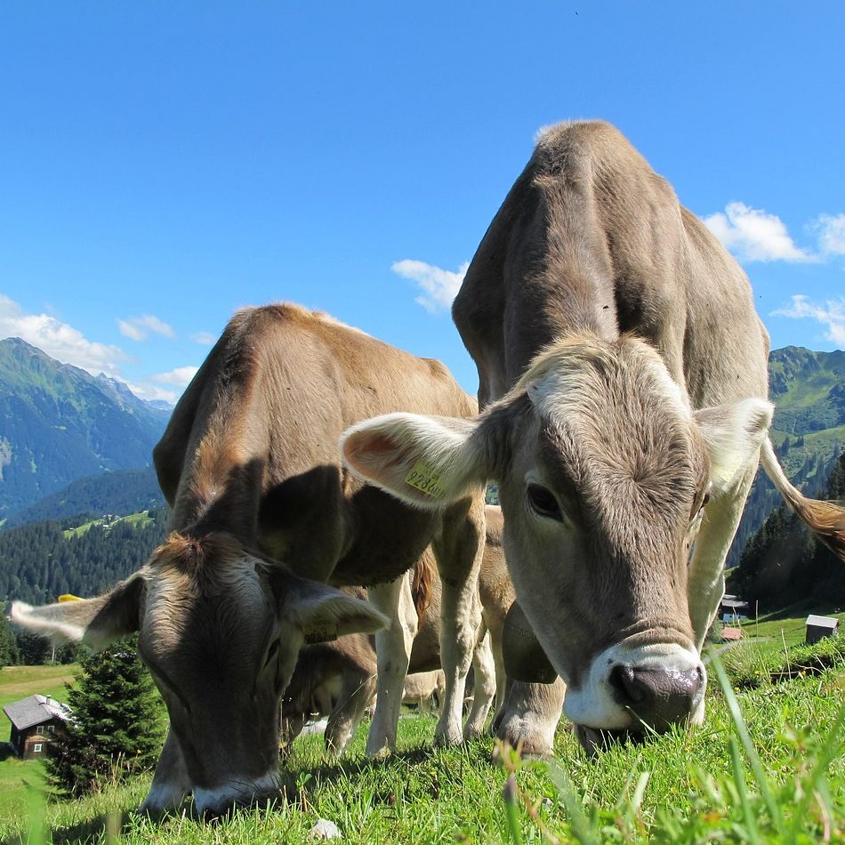 Bundesländer ergreifen Maßnahmen gegen die Maul- und Klauenseuche.