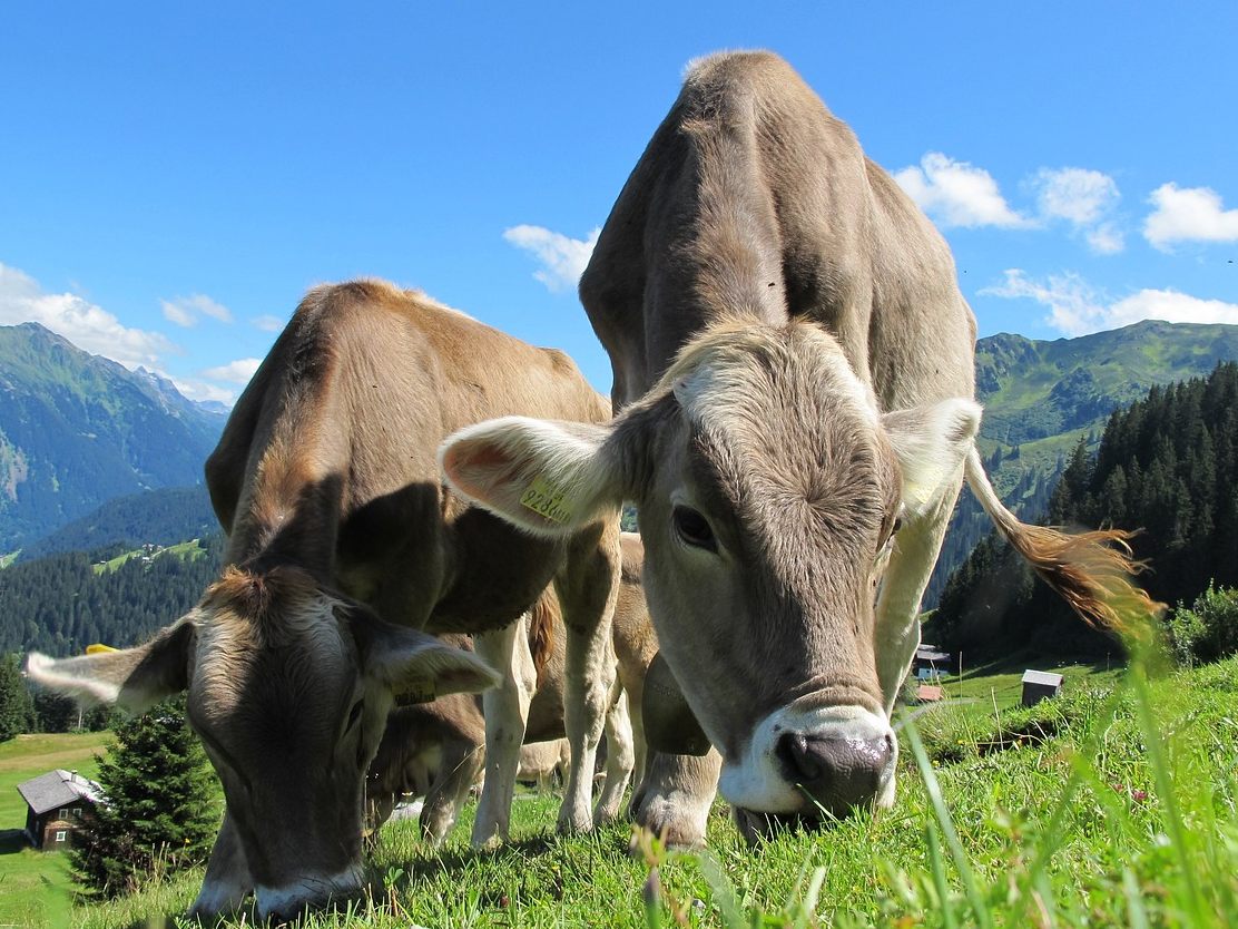 Bundesländer ergreifen Maßnahmen gegen die Maul- und Klauenseuche. Bundesländer ergreifen Maßnahmen gegen die Maul- und Klauenseuche.