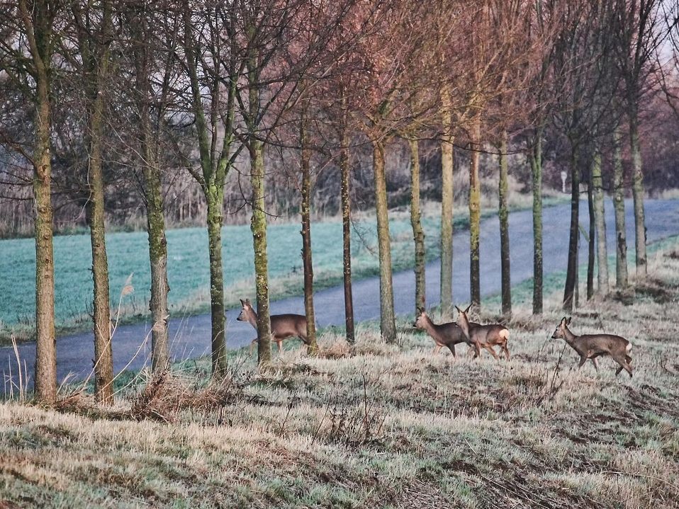 Die Unfallgefahr steigt durch den Wildwechsel. Die Unfallgefahr steigt durch den Wildwechsel.