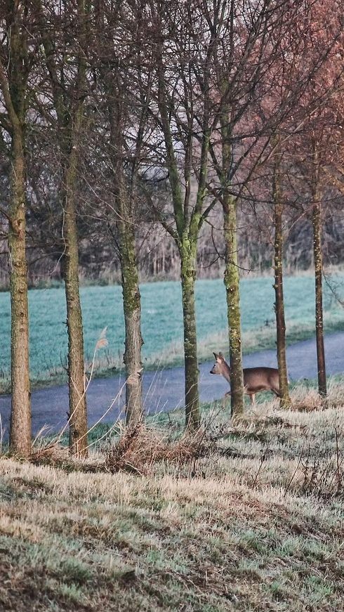 Die Unfallgefahr steigt durch den Wildwechsel.