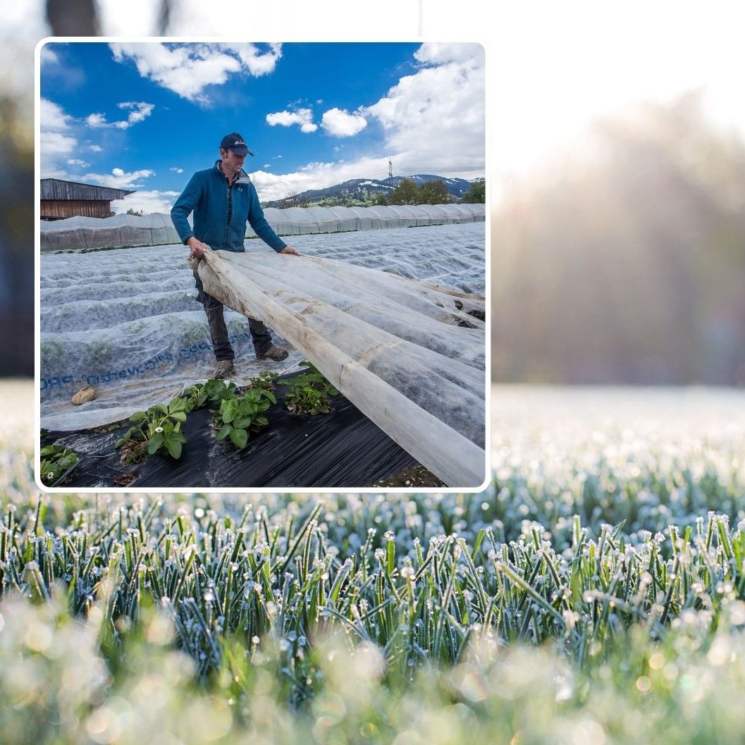 Das hat es mit den Eisheiligen auf sich.