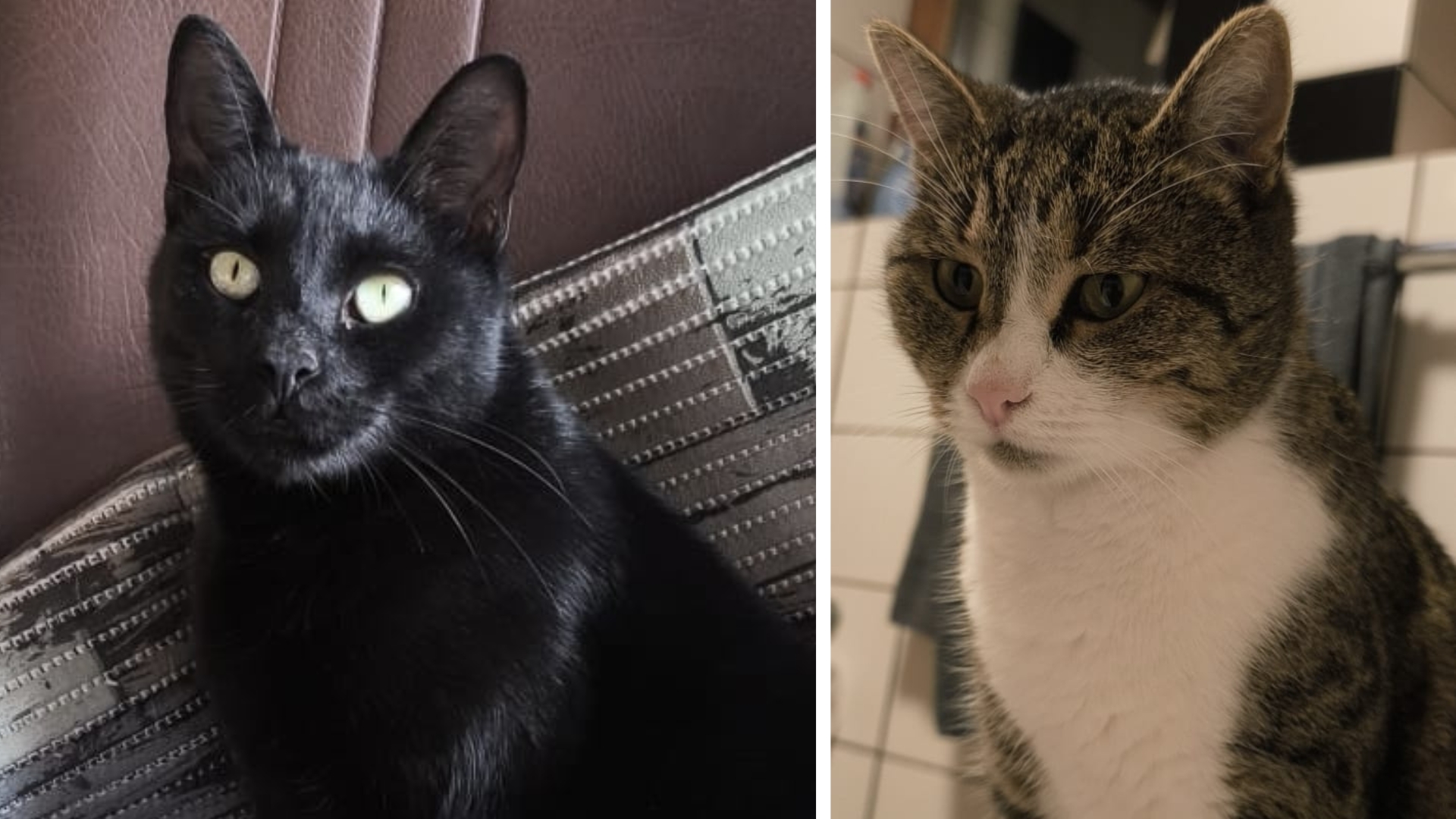 Entscheidend für die Wohnungssuche: Seine beiden Freigänger-Kater müssen mit einziehen dürfen.