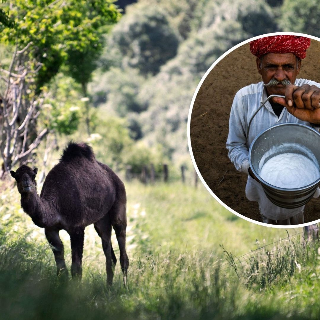 Das Kamel könnte seine Renaissance in Europa feiern.