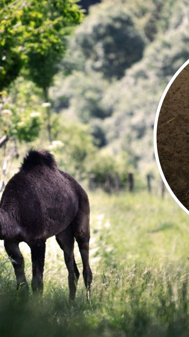 Das Kamel könnte seine Renaissance in Europa feiern.