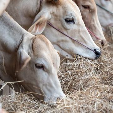 Von der Maul- und Klauenseuche sind nur Paarhufer betroffen.