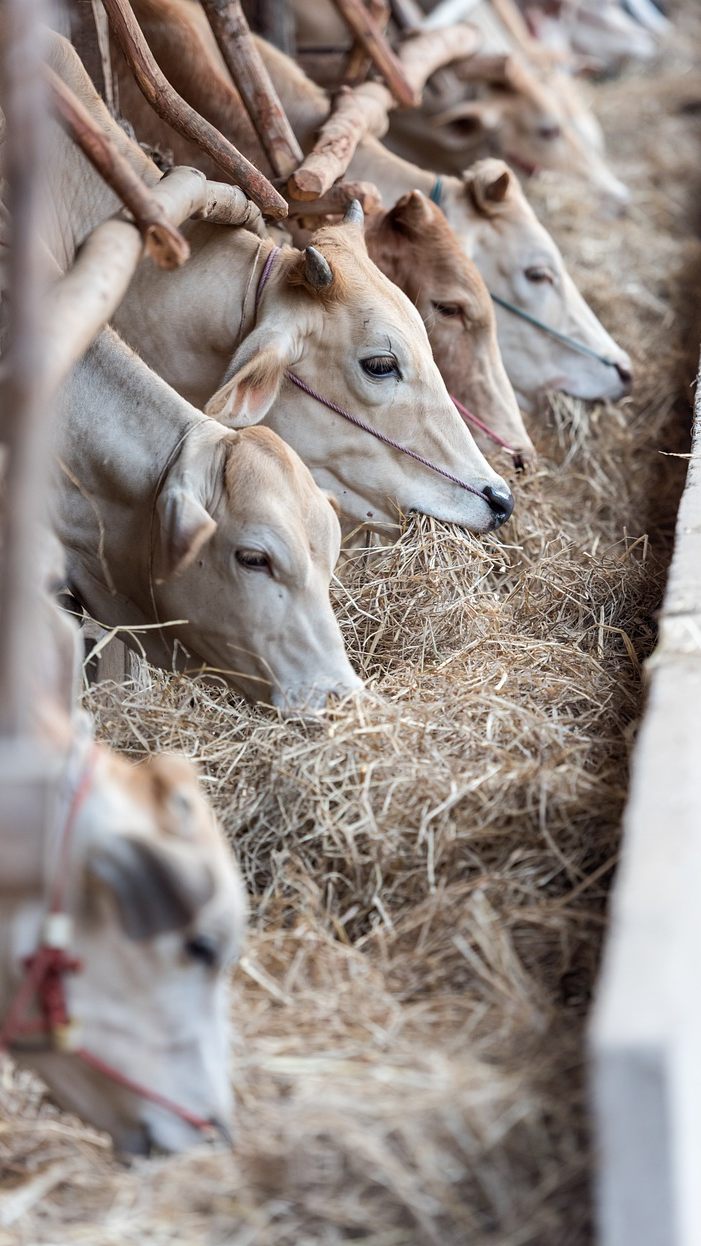 Die Maul- und Klauenseuche ist für Huftiere gefährlich.