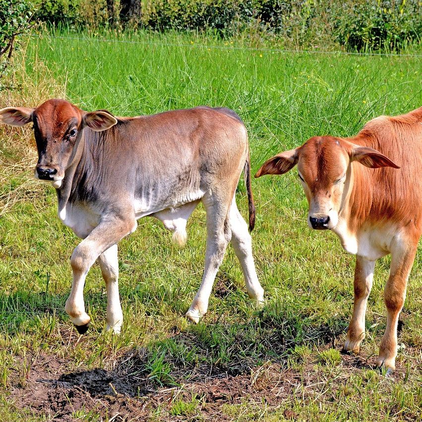Das Überwachungsprogramm im Burgenland gegen die Maul- und Klauenseuche ist angelaufen.