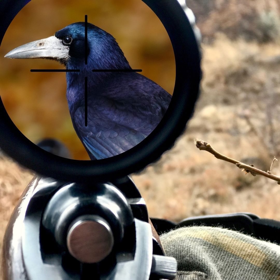 Im Kreis Ravensburg dürfen bis Ende Juli Saatkrähen abgeschossen werden.