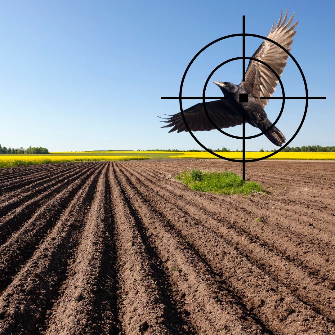 Im Kreis Ravensburg (Deutschland) dürfen Saatkrähen zum Schutz der Aussaat abgeschossen werden. Vorarlberger Landwirte fordern eine ähnliche Regelung.