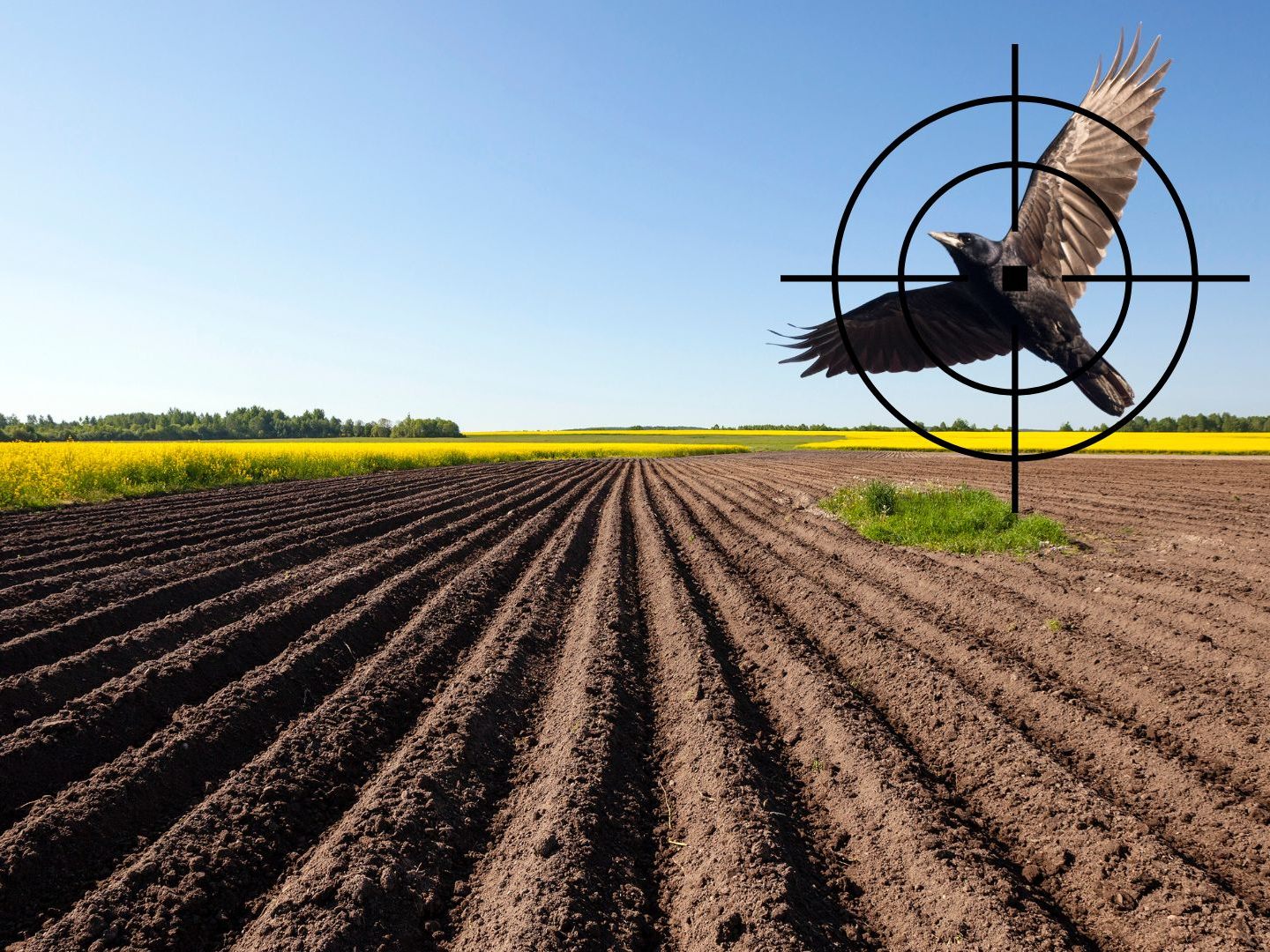 Im Kreis Ravensburg (Deutschland) dürfen Saatkrähen zum Schutz der Aussaat abgeschossen werden. Vorarlberger Landwirte fordern eine ähnliche Regelung.