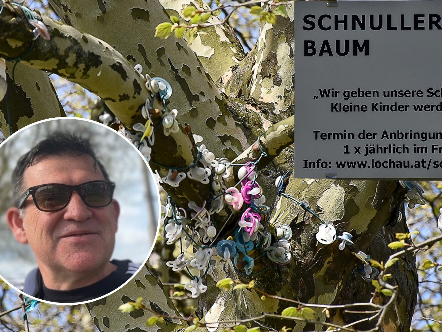 Große Freude in Lochau: Der Schnullerbaum ist wieder aktiv. Große Freude in Lochau: Der Schnullerbaum ist wieder aktiv.