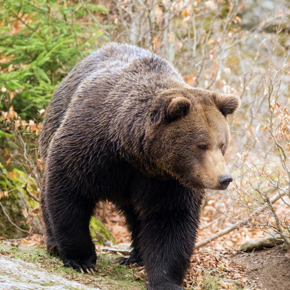 Seltsame Spüren in Ems-Reuthe gesichtet.