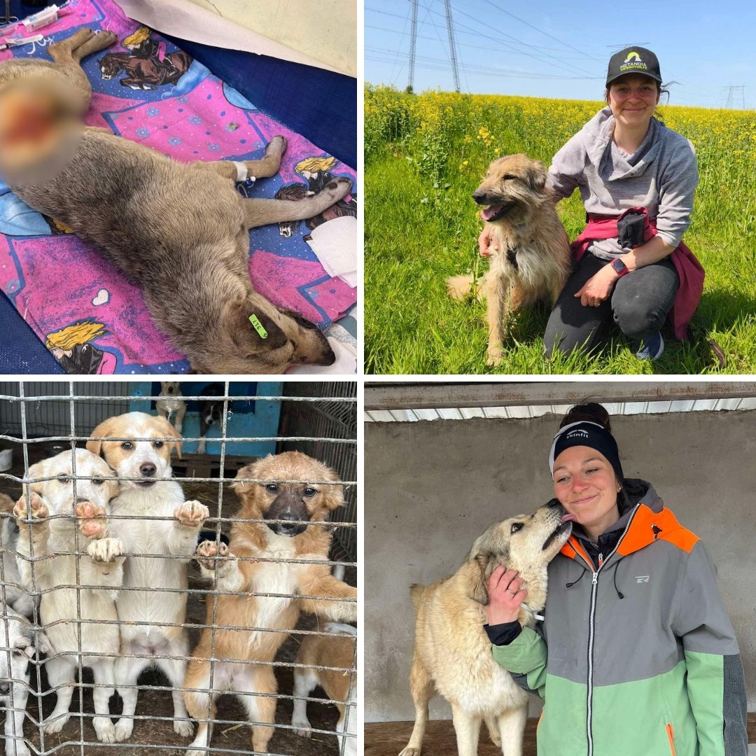 Laura Guderjahn über die emotionale Arbeit im Tierschutz.