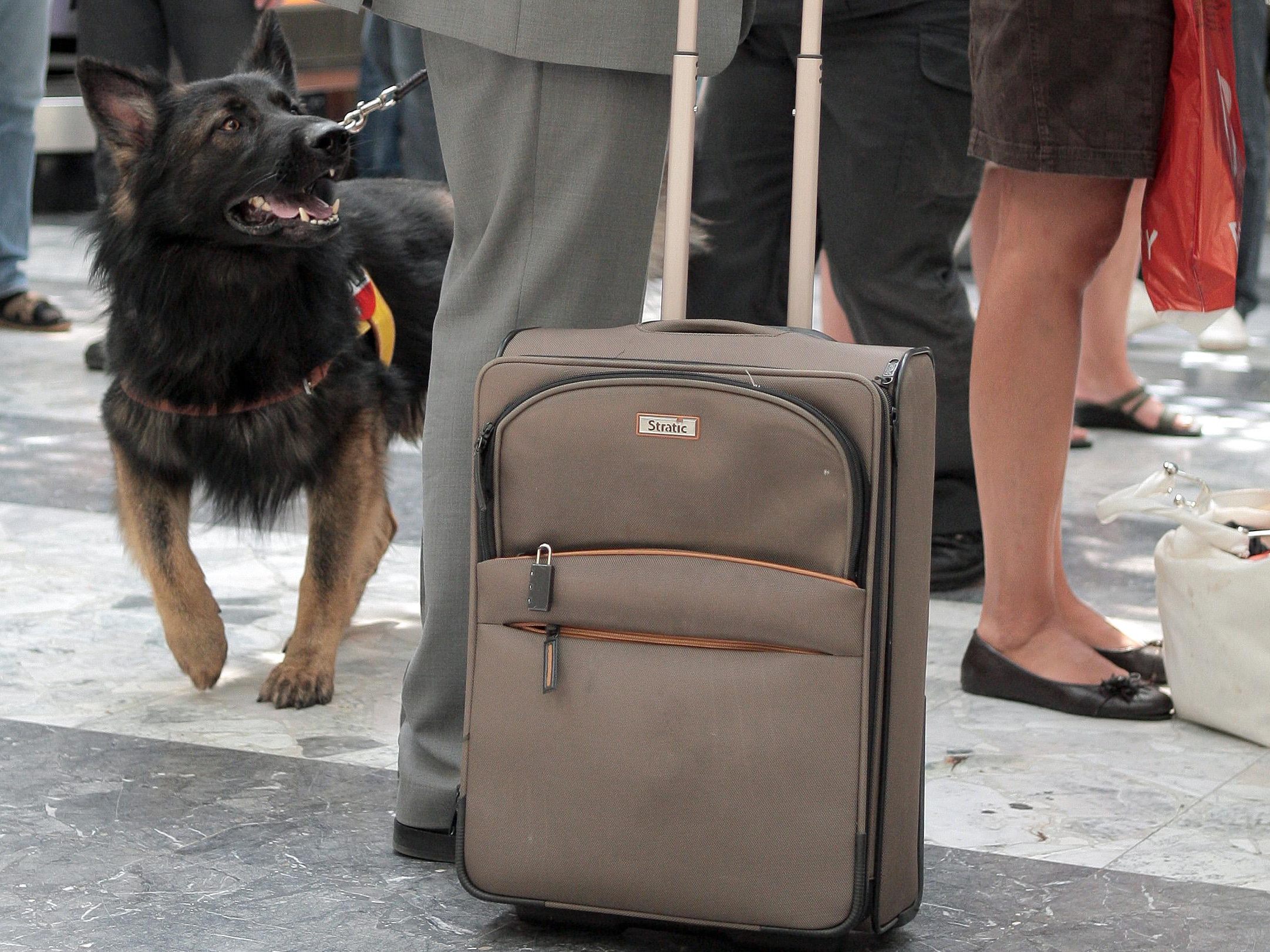 20 Kilo Cannabiskraut wurden in einem Koffer am Flughafen Wien entdeckt. 20 Kilo Cannabiskraut wurden in einem Koffer am Flughafen Wien entdeckt.