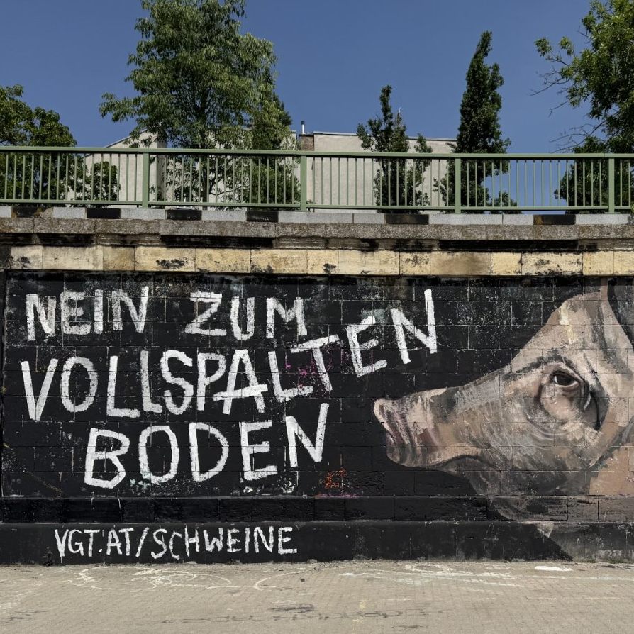 Das Graffiti gegen Schweine-Vollspaltenboden am Wiener Donaukanal.