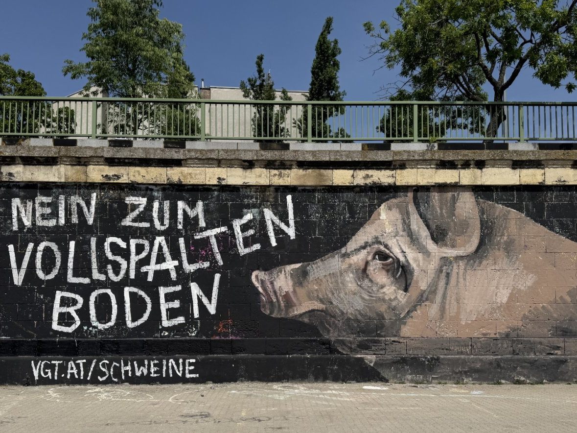 Das Graffiti gegen Schweine-Vollspaltenboden am Wiener Donaukanal. Das Graffiti gegen Schweine-Vollspaltenboden am Wiener Donaukanal.