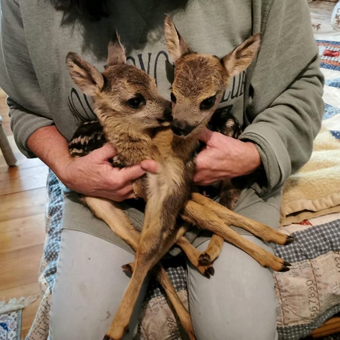 Ausgerechnet am Muttertag haben die stark geschwächten Rehkitze ihre Mutter verloren.