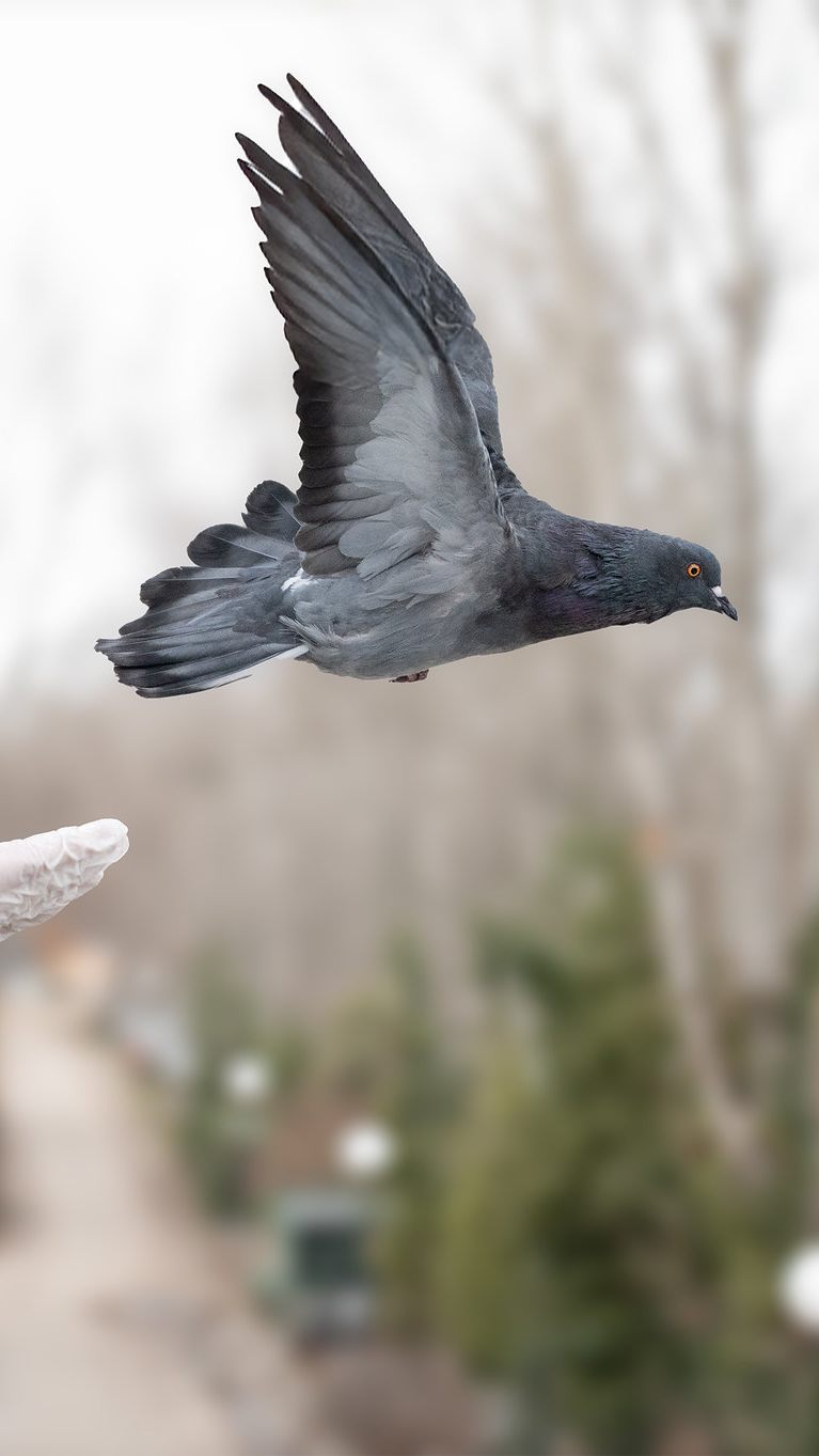 Von einer "Tauben-Plage" kann in Wien keine Rede sein.