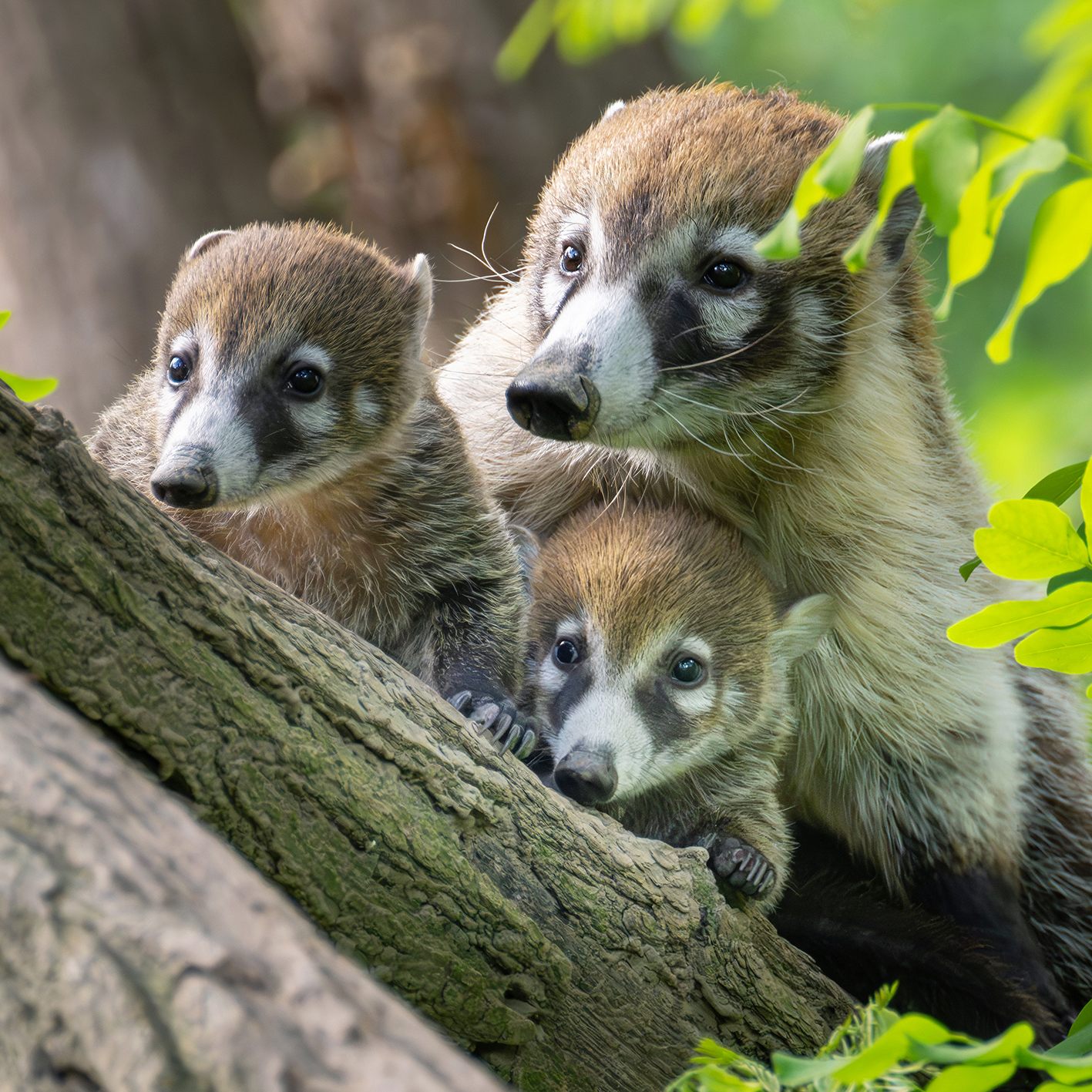 Nasenbären können bei der Geburt weder sehen noch hören.