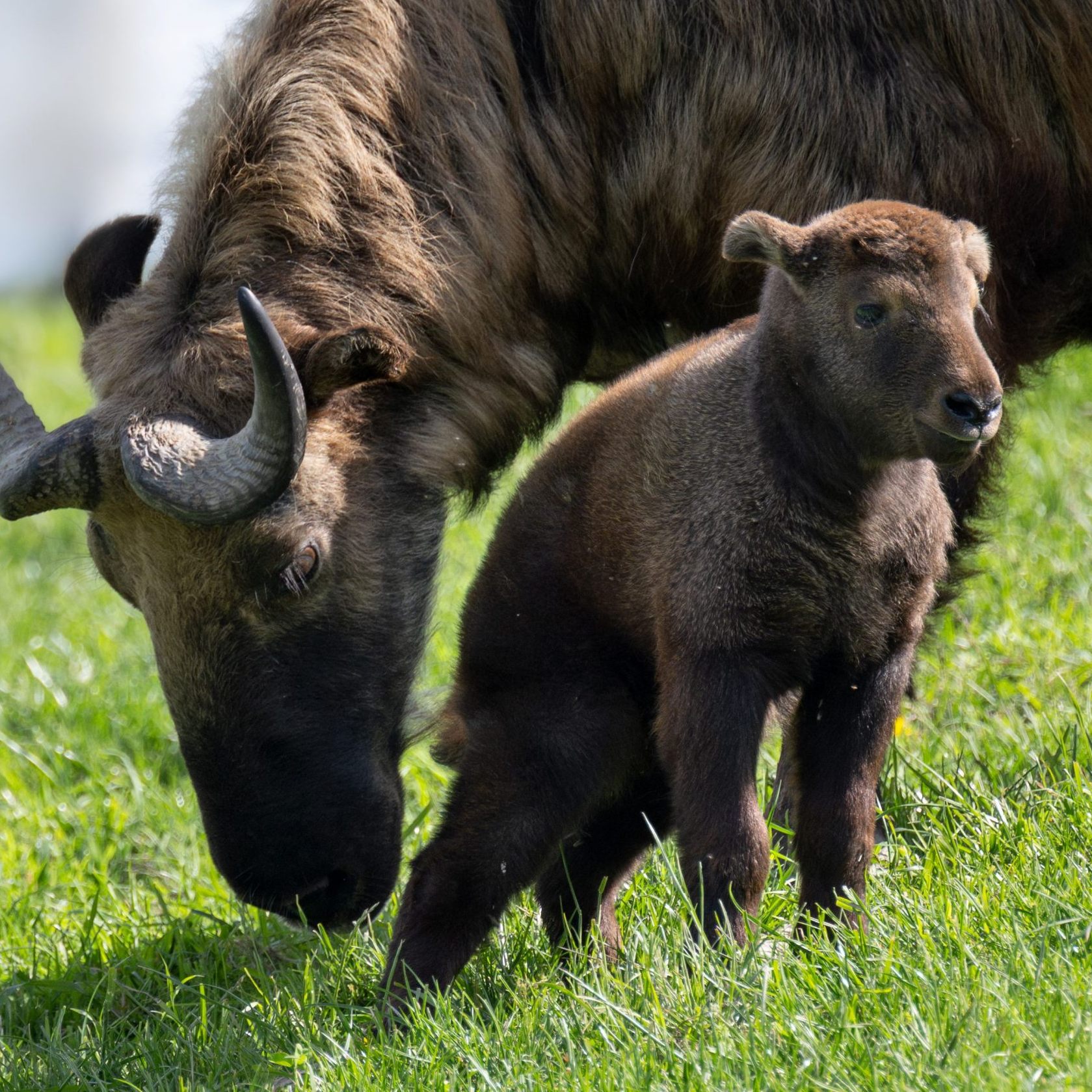Im Zoo Schmiding wurde ein Mishmi-Takin-Baby geboren.