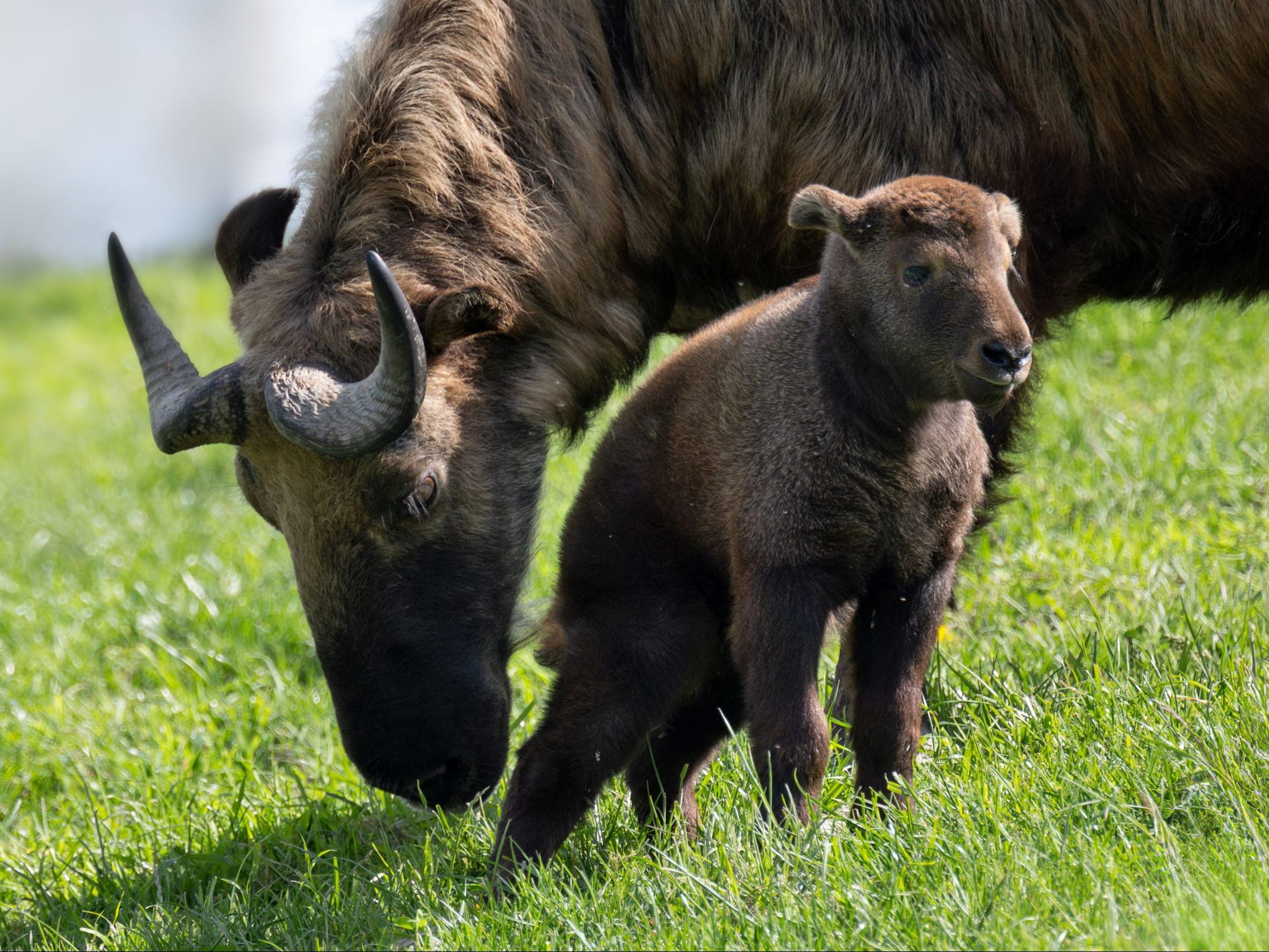 Im Zoo Schmiding wurde ein Mishmi-Takin-Baby geboren. Im Zoo Schmiding wurde ein Mishmi-Takin-Baby geboren.