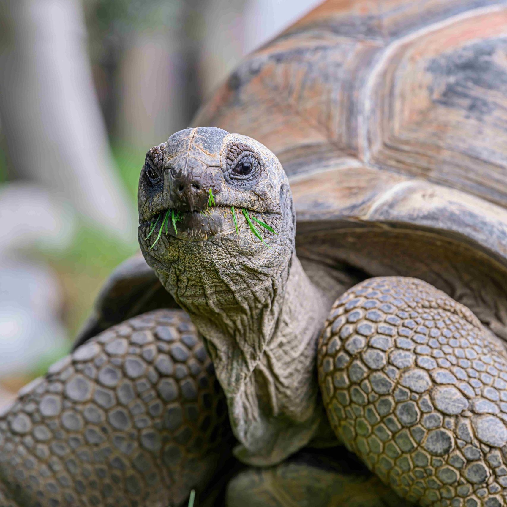 Haus des Meeres künftig ohne Riesenschildkröten.