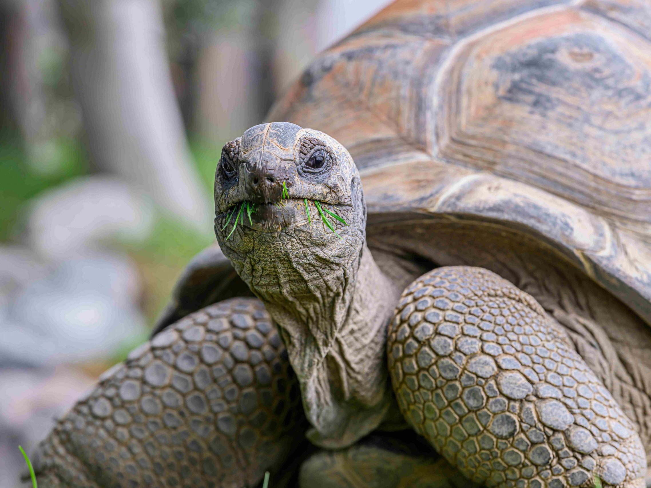 Haus des Meeres künftig ohne Riesenschildkröten.