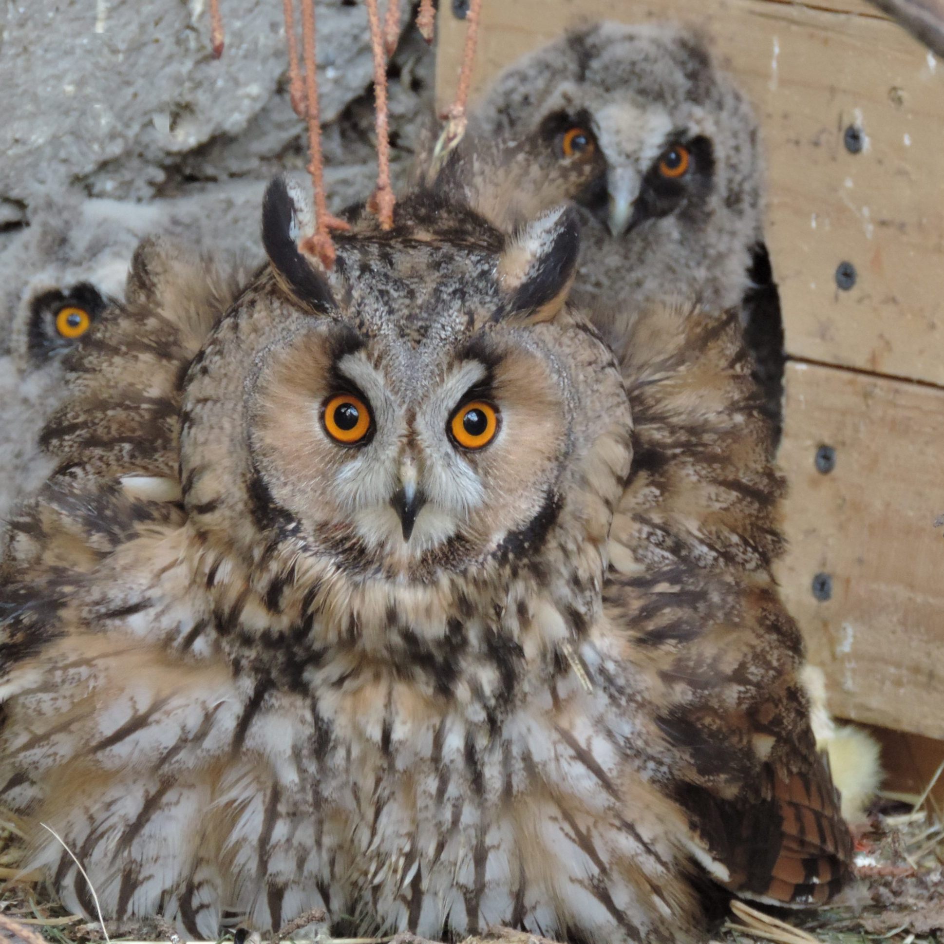 EGS Haringsee verzeichnet rund 100 Ammenmütter.