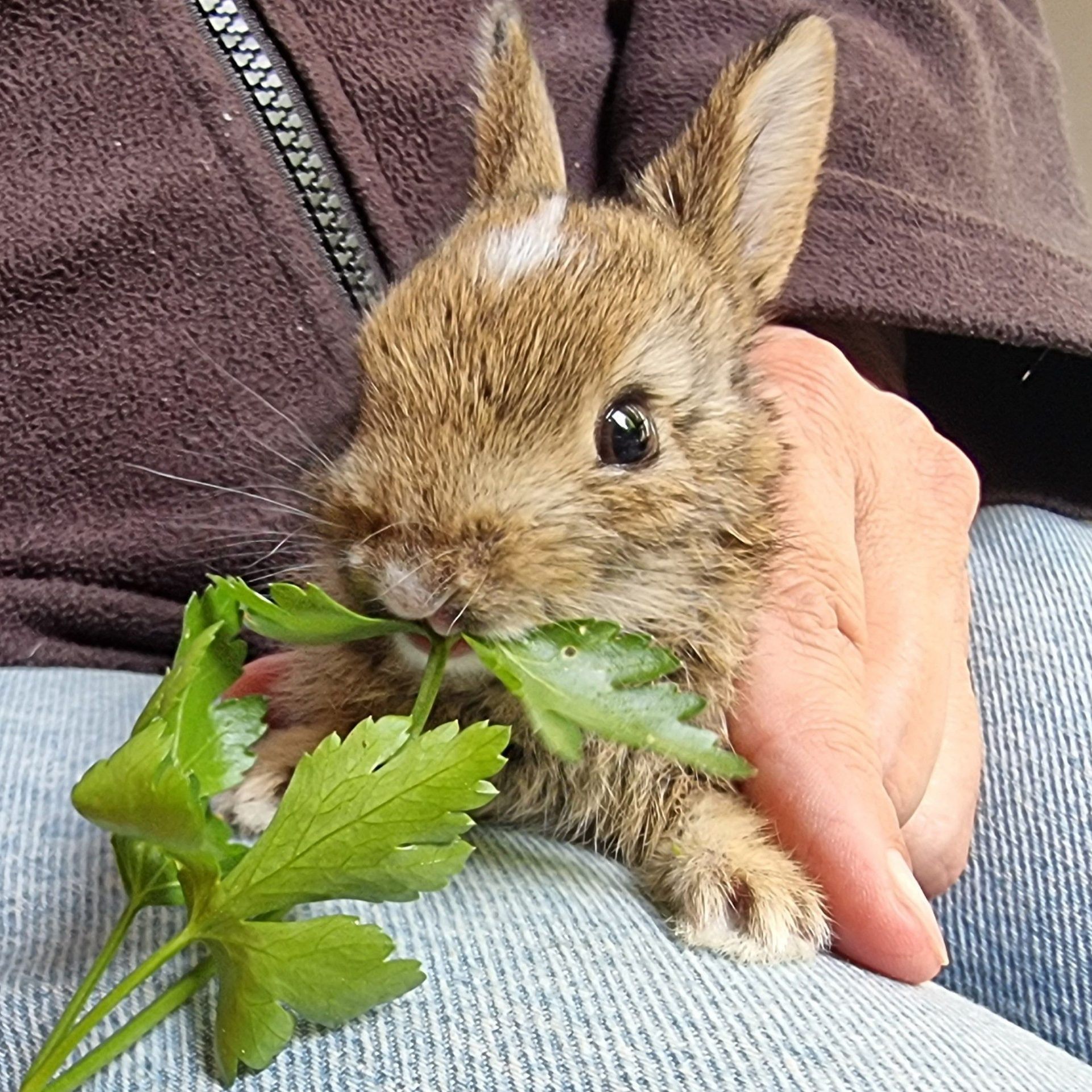 "Milo ist ein echter Überlebenskünstler", so der EGS-Leiter über das Kaninchenbaby.