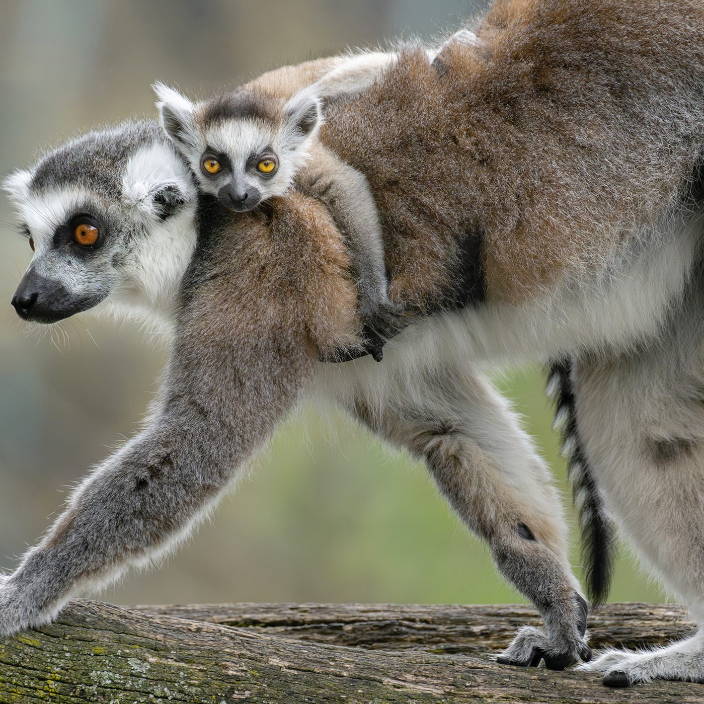 Auf das Katta-Jungtier vom März (im Bild) folgten in Schönbrunn Zwillinge.
