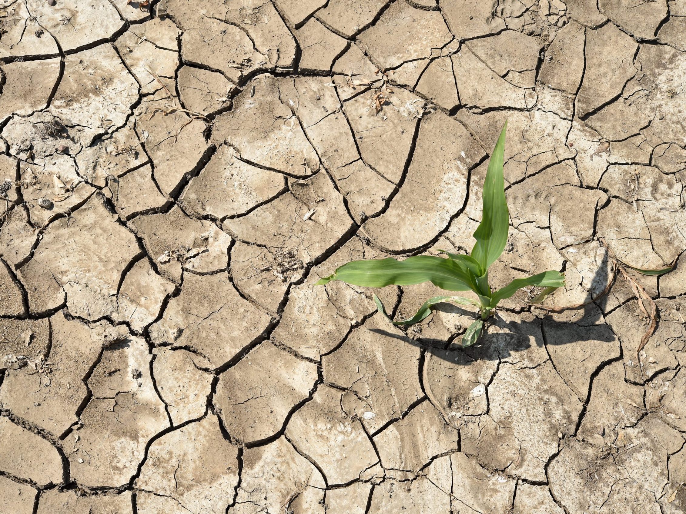 Die UN-Wetterbehörde erwartet schon bald einen neuen Temperaturrekord.