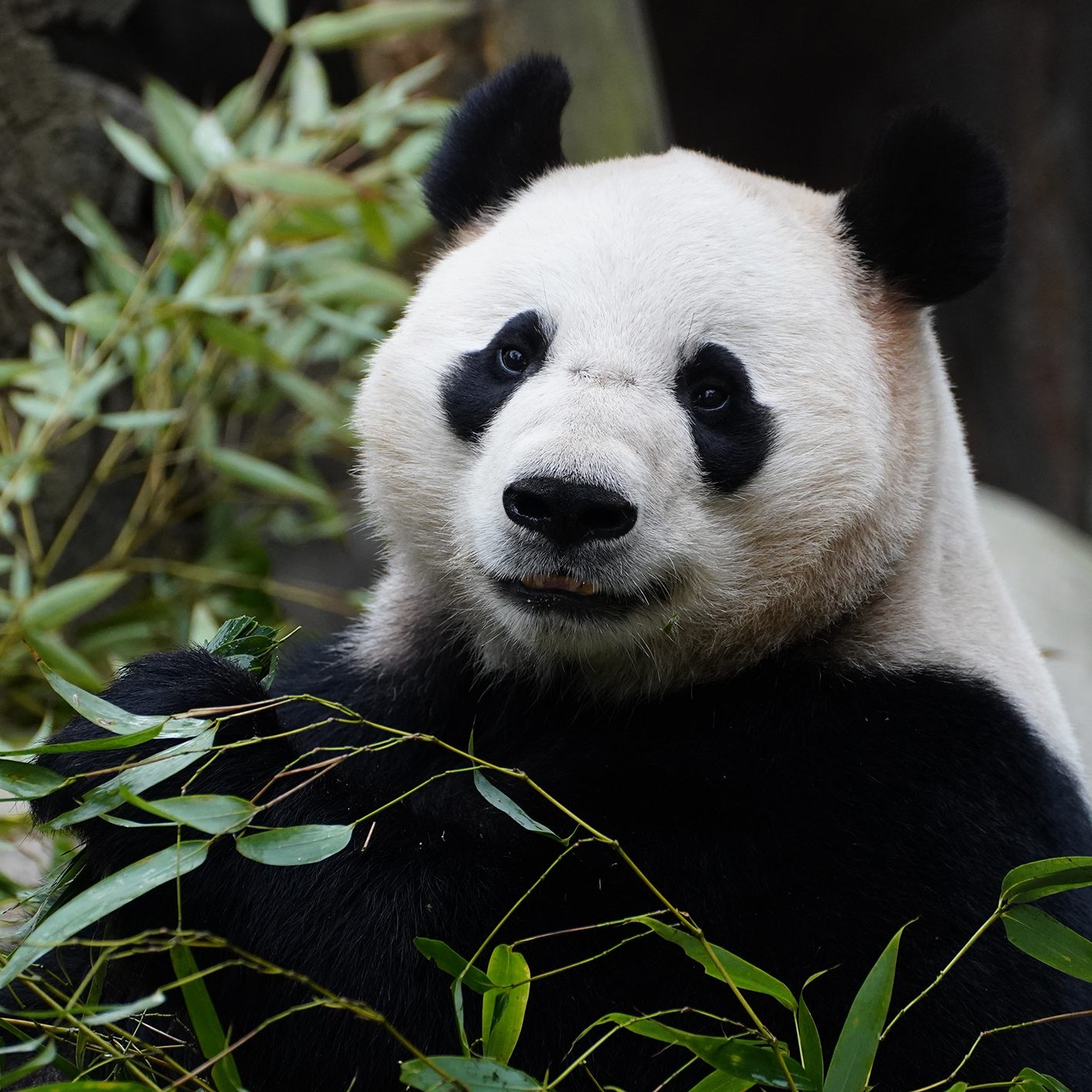 Pandas werden am Mittwoch in Schönbrunn im Fokus stehen.