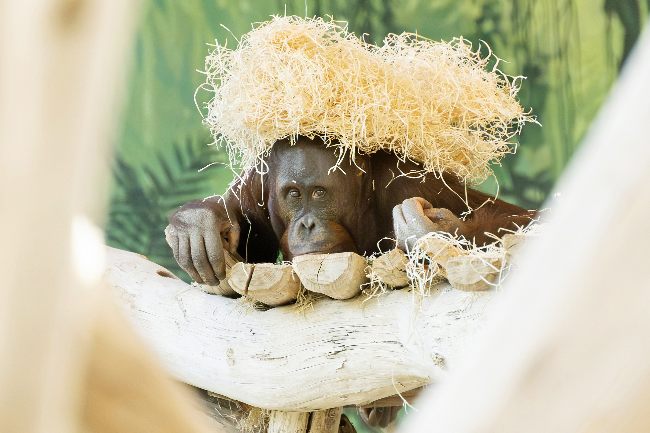 ABD0075_20250522 – WIEN – STERREICH: ++ HANDOUT ++ ZU APA0099 VOM 22.5.2025 – Bei den Borneo-Orang-Utans im Tiergarten Schnbrunn gibt es einen mnnlichen Neuzugang: Nach dem Ableben des fast 50-jhrigen Schnbrunner Mnnchens ist in Abstimmung mit dem Europischen Erhaltungszuchtprogramm Anfang Mai ein neunjhriges Mnnchen aus dem niederlndischen Tierpark Apenheul eingezogen. – FOTO: APA/TIERGARTEN SCHNBRUNN/DANIEL ZUPANC […]