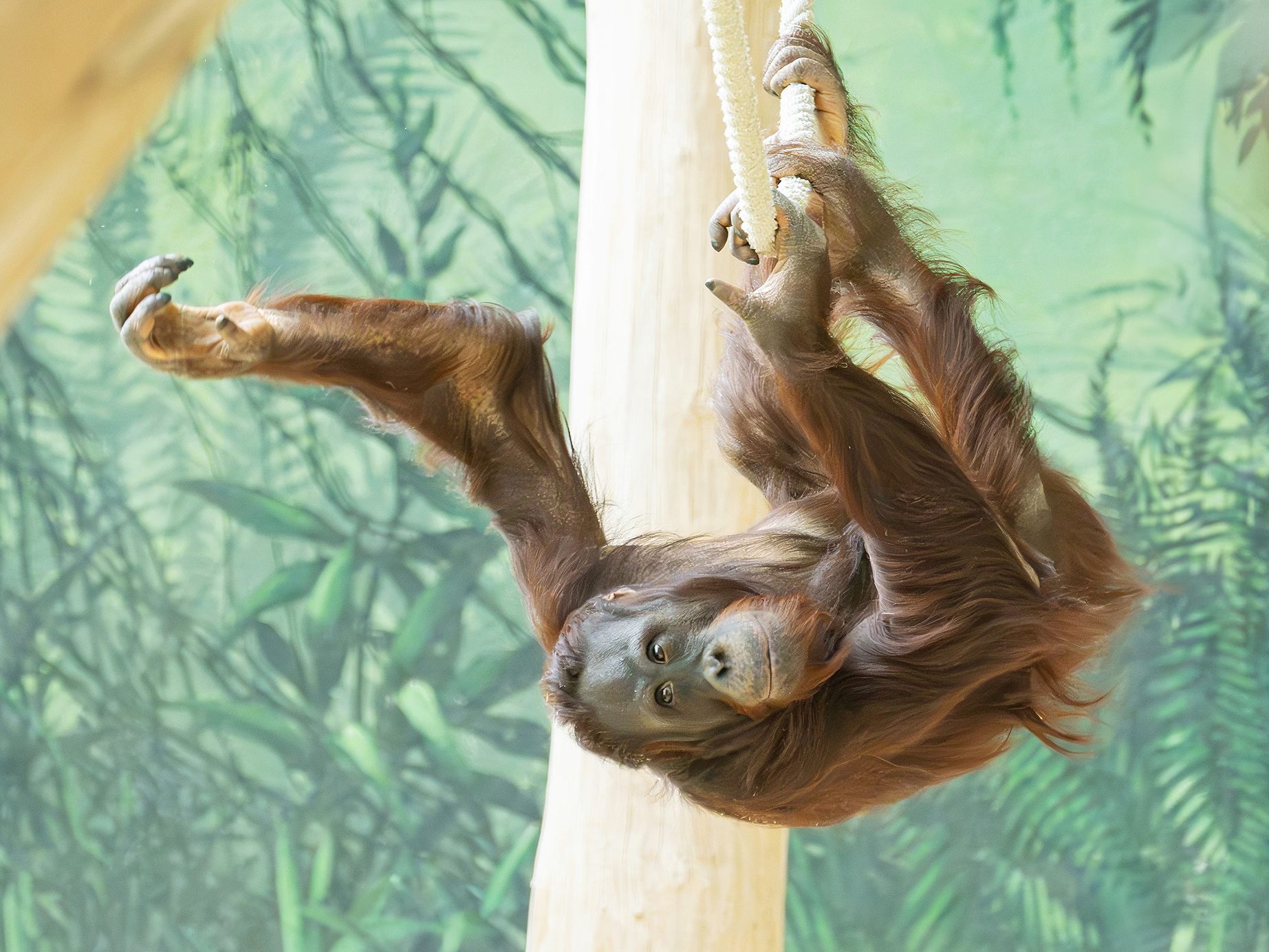 Der Orang-Utan wurde im Wiener Tiergarten freudig erwartet. Der Orang-Utan wurde im Wiener Tiergarten freudig erwartet.