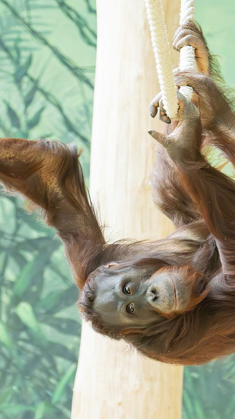 Der Orang-Utan wurde im Wiener Tiergarten freudig erwartet.