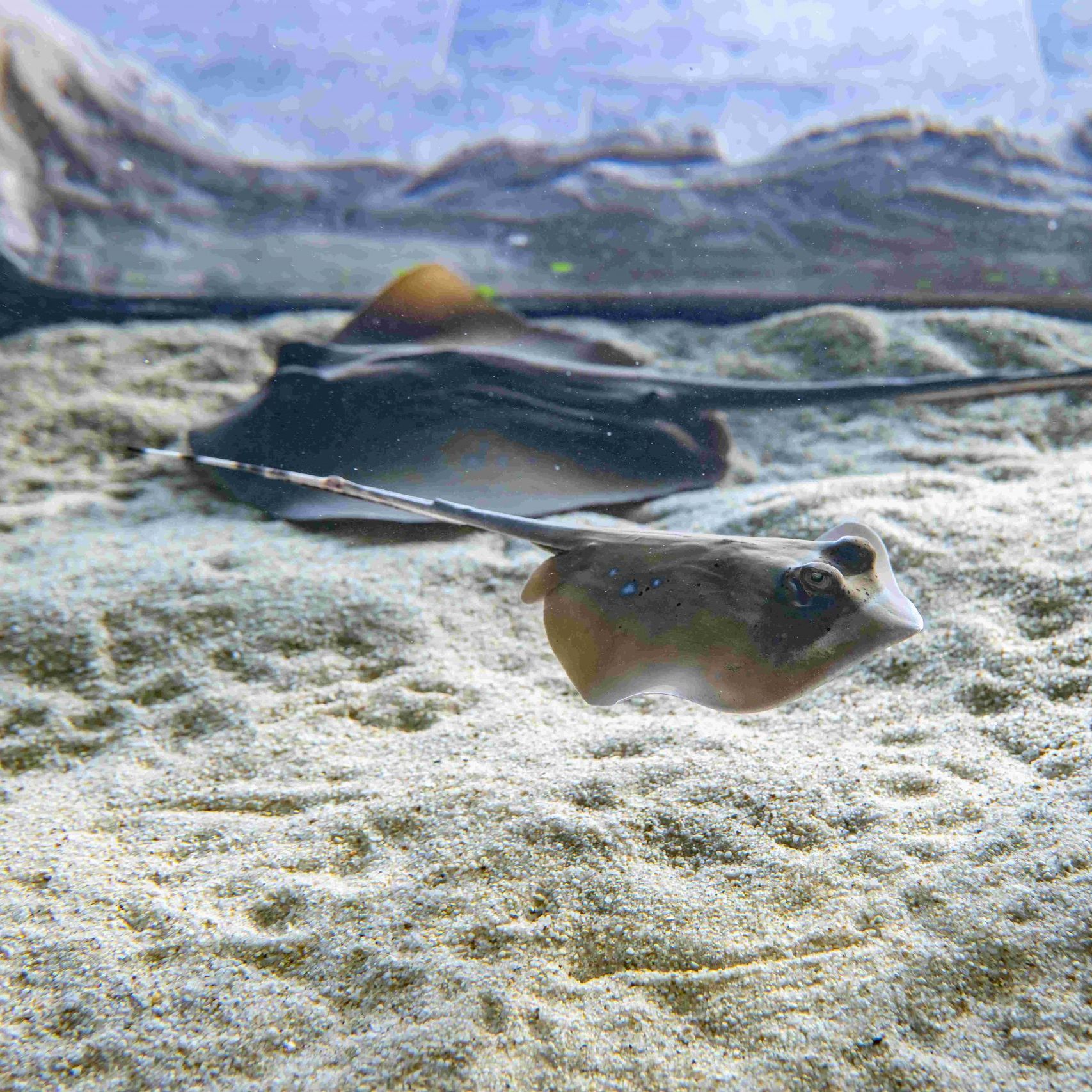 Blaupunkt-Maskenrochen bringen recht große Jungtiere zur Welt.