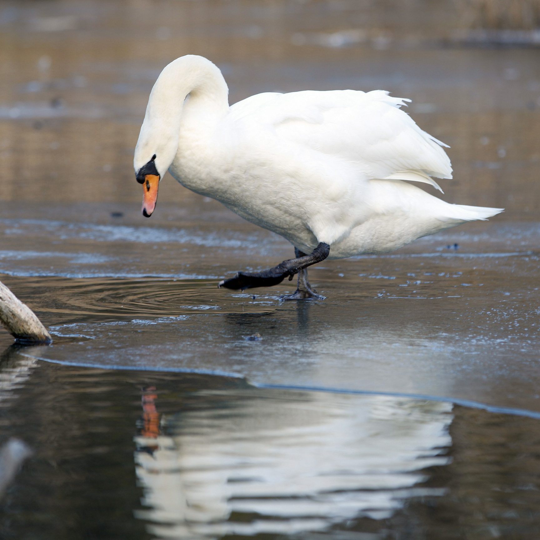 Der WWF Österreich fordert die neue Wiener Stadtregierung auf, die Rettung der Unteren Lobau in ihr Regierungsprogramm aufzunehmen.