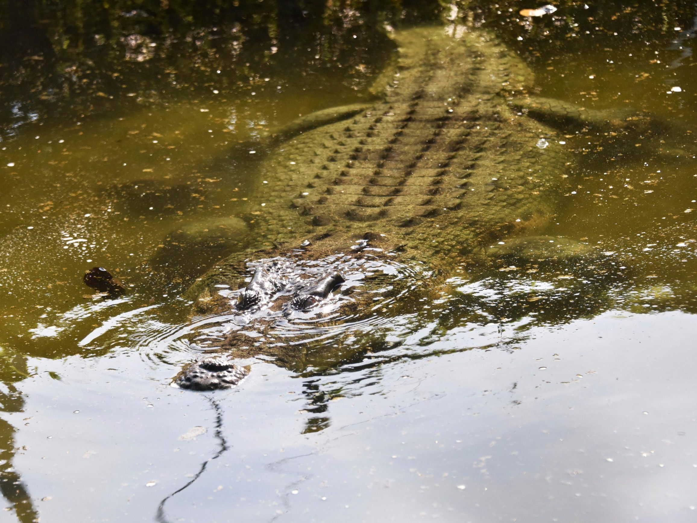 Die Zahl der Krokodile in besiedelten Gebieten ist dramatisch gewachsen.